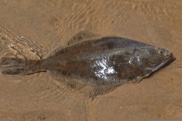 fluke