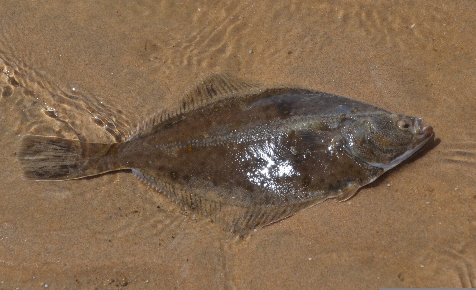 fluke