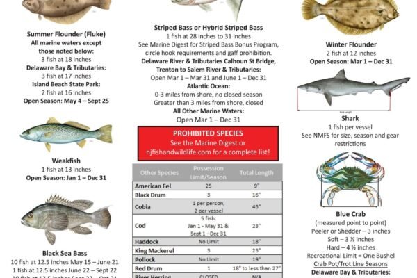 Fishing Size Chart 2026