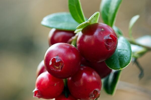 cranberry